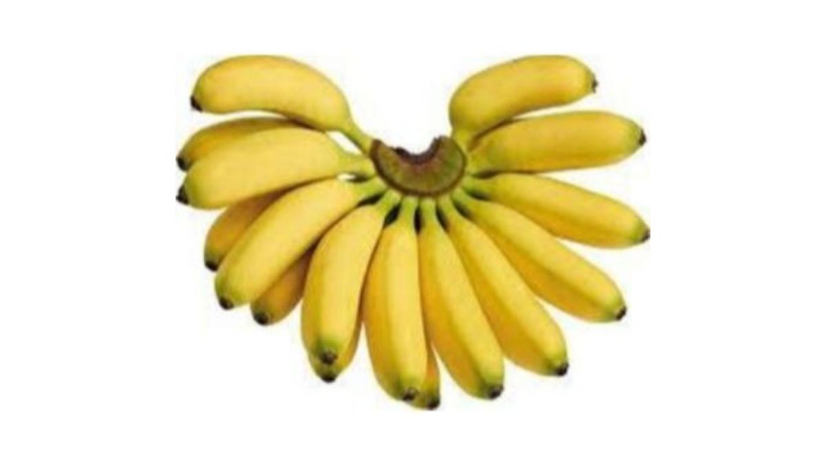 Ladies Finger Banana | Inaexport